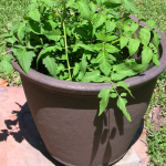 tomato_planter tomato_planter