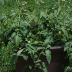 tomato_planter2 tomato_planter2