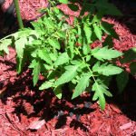 tomato_soil tomato_soil