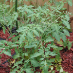 tomato_soil2 tomato_soil2