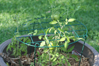 tomato2.png tomato2.png