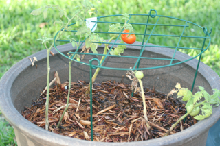 tomato3.png tomato3.png